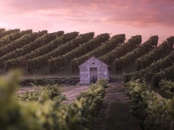 Terruño a la vista: las tendencias del vino