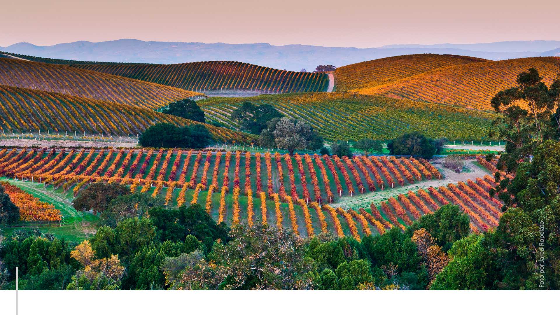 Napa Valley Escorts