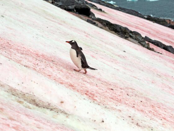 Viaje al fin del mundo