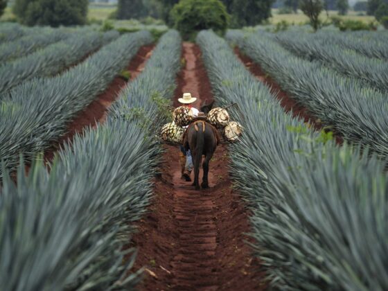 Lo nuevo en México: inauguraciones de restaurantes, centros culturales y más