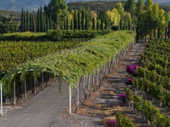 La ciudad de Parras tendrá un nuevo museo dedicado al vino