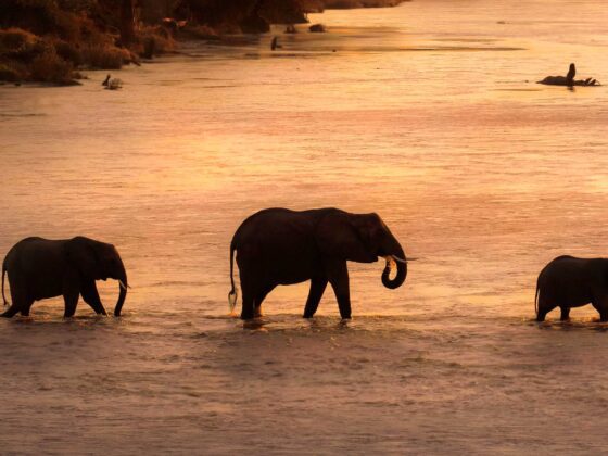 Royal Chundu River Lodge, lujo africano en el río Zambaze