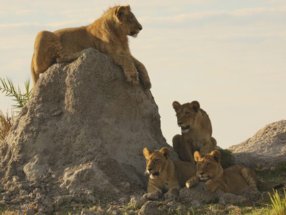 Notas desde el safari por el delta de Okavango