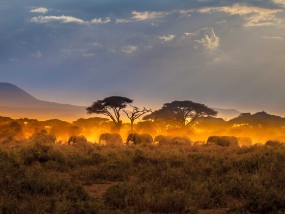 10 cosas que debes saber antes de hacer un safari