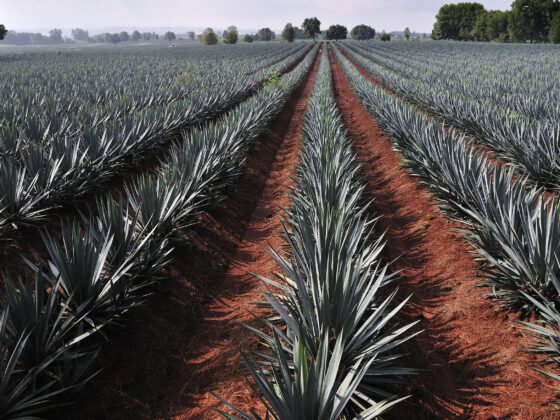 Todo lo que debes saber para ser un experto en tequila