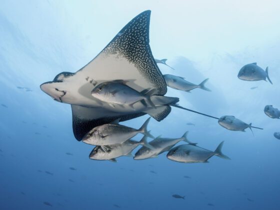 Seis cosas que debes saber antes de visitar las Islas Galápagos