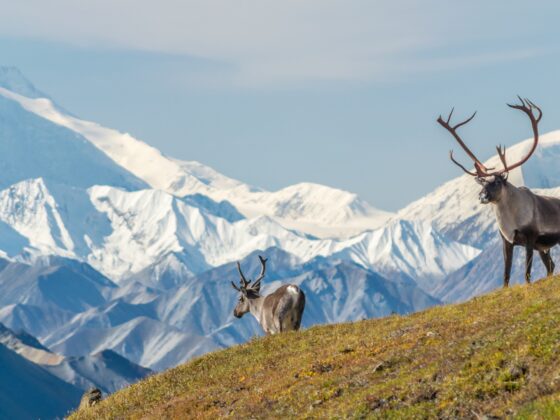 Alaska vacunará gratis a los visitantes en verano