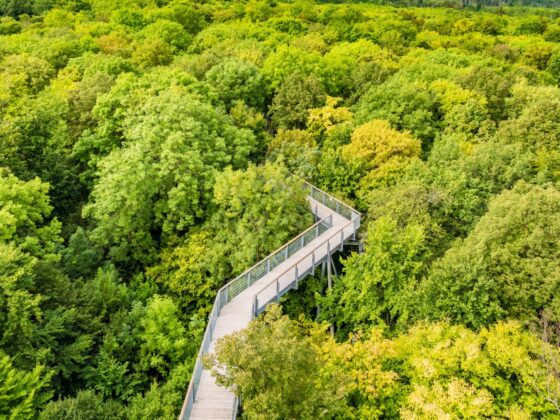 Seis caminatas sobre árboles que tienes que descubrir