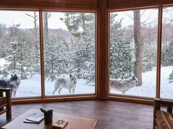 Duerme con lobos en el Parque Omega de Quebec