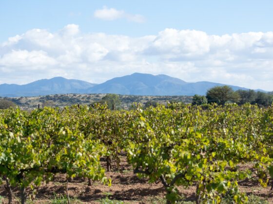 8 viñedos de Querétaro que tienes que conocer